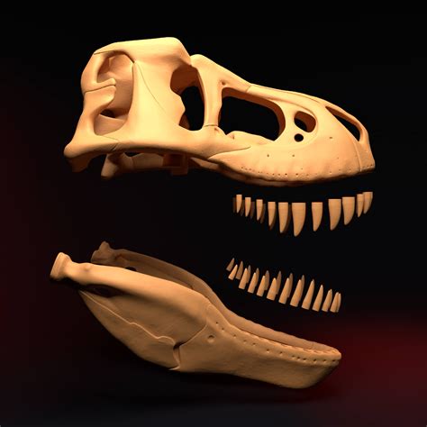 Tyrannosaurus Rex Skull - 3D Model by artgeorg