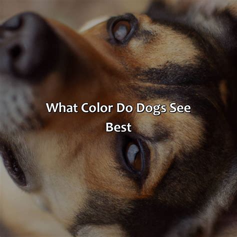 How Dogs See Colors 的图像结果