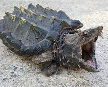 Image result for World Largest Alligator Snapping Turtle