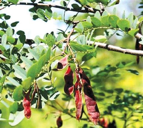 leaf-robinia.jpg | Dairy Knowledge Portal