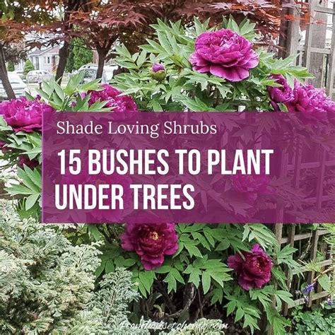 17 Shade Loving Shrubs (The Best Bushes To Plant Under Trees) | Shade ...
