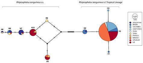 Rhipicephalus sanguineus Complex in the Americas: Systematic, Genetic ...