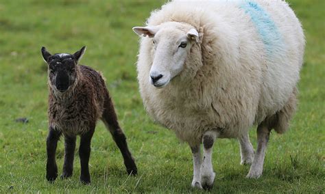 Irish farmer claims to have bred goat-sheep hybrid, or 'geep' - Animals ...