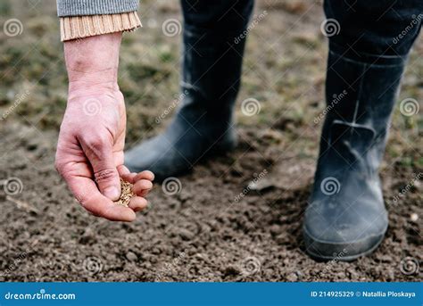 Sowing Lawn Grass Seed into the Soil. Farmer`s Hand Spreading Seeds ...