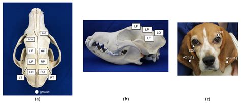 The Potential of Bemegride as an Activation Agent in ...