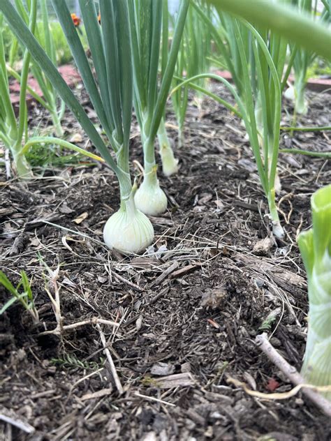 Companion Planting Onions: Best Partners for a Healthier Garden - Cedar ...