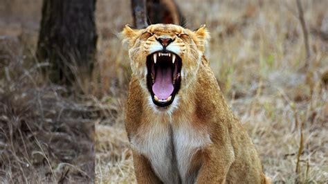 Science Nature 的图像结果