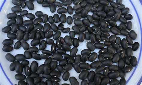 When and How to Harvest Black Beans