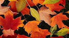 Wallpaper Desktop October by October Wallpaper Hd Free For Desktop Pixelstalk Net Wallpaper Desktop October