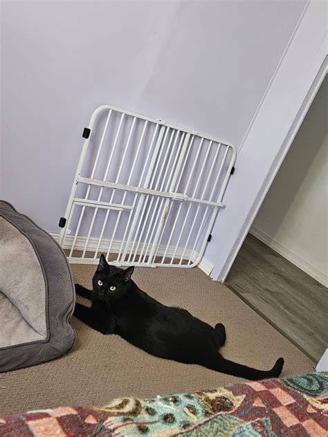 What is your Black Cat Nicknames? : r/blackcats