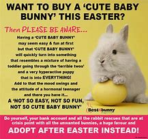 Image result for Super Cute Baby Bunny Memes