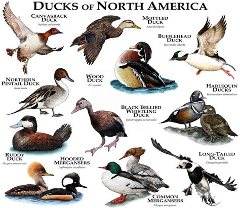 31 Free Printable Duck Identification Charts [PDF]