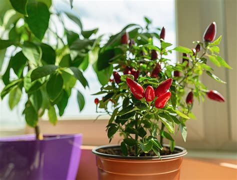 Growing Mini Sweet Peppers Indoors at Natalie Kelley blog