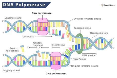 Image result for DNA Polymerase Function