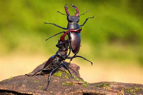 Stag Beetle: World's Most Expensive Insect That Can Make You A ...