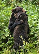 Image result for 2 Bears Hugging