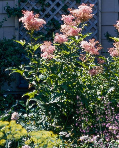 Queen Of The Prairie Queen Of The Prairie Sun Perennial | K. Van