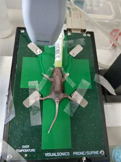 如何对小于两周龄的幼鼠成像 - 行业新闻 - 广州隆泽生物科技有限公司