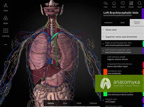 primonoob.blogg.se - Visible body human anatomy atlas for windows