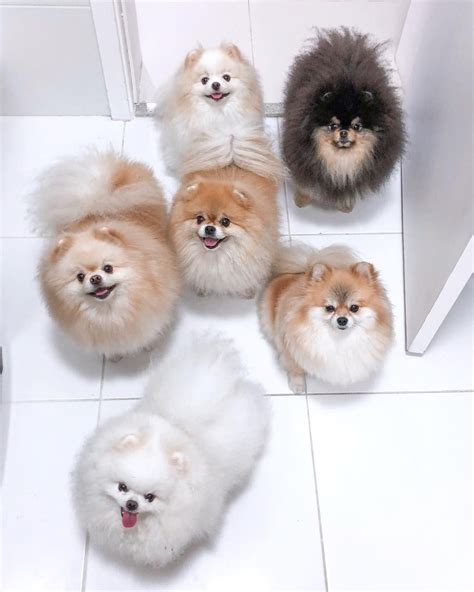 Boo Family, world's cutest dog, boo the pomeranian | Pomeranian puppy ...