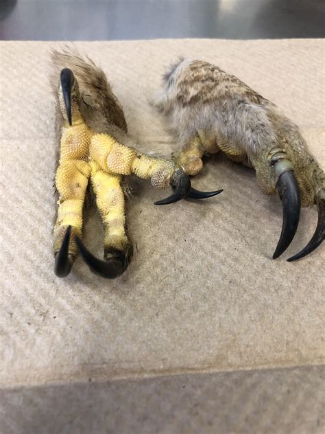 Barred Owl talons. Best way to preserve? Thanks! : r/bonecollecting