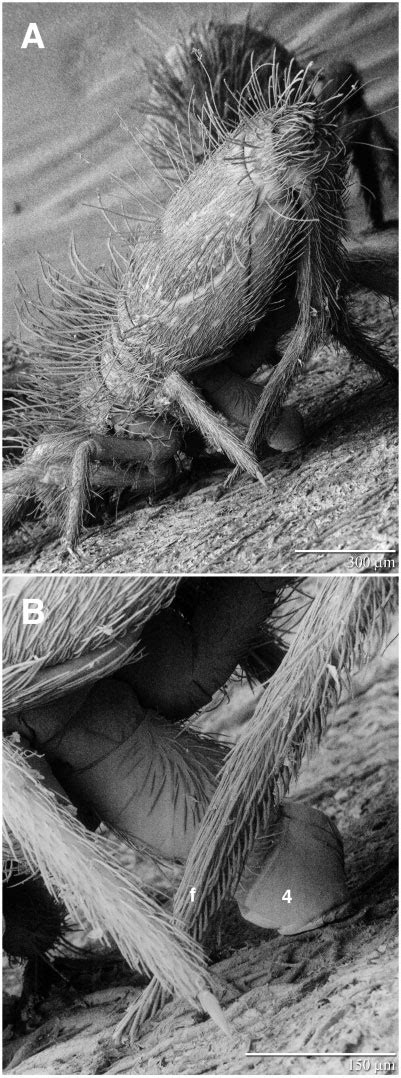 Image result for Springtail Jump