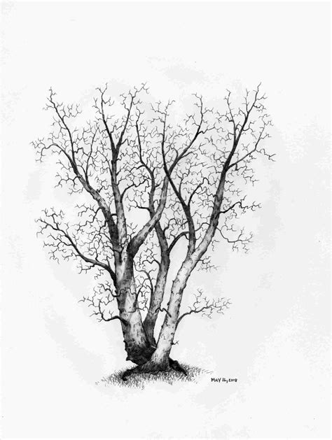 Image result for How to Draw a Realistic Spring Tree