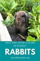 Image result for Pet Baby Bunnies