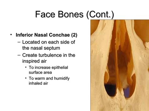 Nasal Cavity Anatomy | PPT