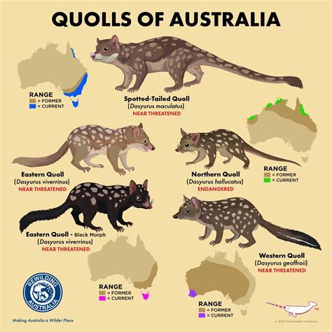 Rewilding Australia on in 2020 (With images) | Quoll, Interesting animals, Rewilding