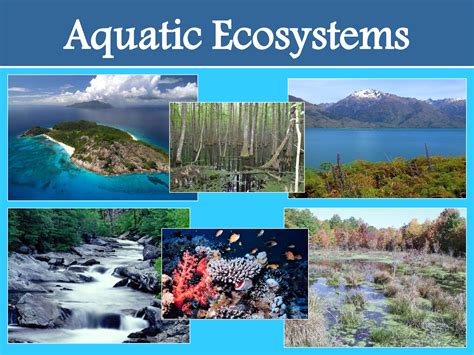 Water-Related Ecosystems at emaze Presentation