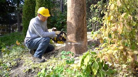 有物管公司擅自砍伐小区树木，被罚款5万元！_绿化_综合执法局_城市
