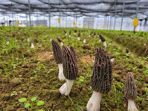 丹巴县：3000亩羊肚菌喜获丰收--四川经济日报
