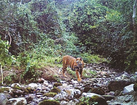 Tiger sighting ignites hopes of boost in wildlife tourism