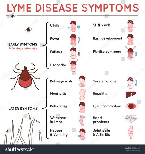 Lyme Disease In Humans