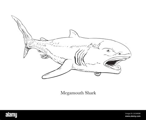 The megamouth shark (Megachasma pelagios) is a species of deepwater shark. It is rarely seen by ...