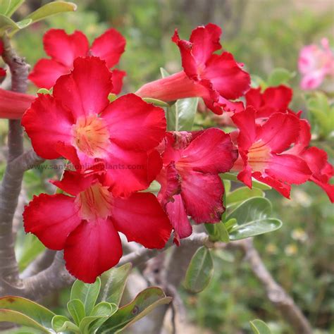 Adenium Pot Plants – Santhi Online Plants