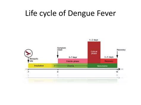 Dengue.pptx