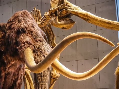 Wrangel Island Mammoths