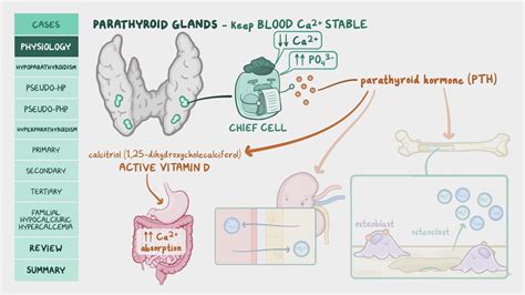 Video: Parathyroid disorders and calcium imbalance: Pathology review | Osmosis