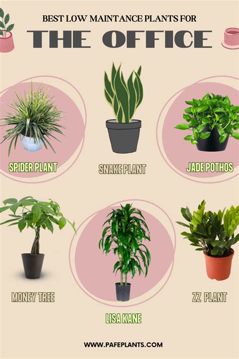 Office plants and plant decorating ideas to improve your mood at work ...