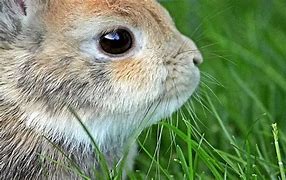 Image result for Baby Dwarf Bunny