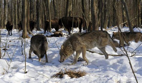 Image result for Wolves Vs Bison