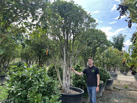 Sweet Olive Multi-Stem Trees - Osmanthus × burkwoodii | Harrod Outdoors