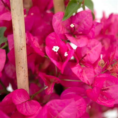 Buganvílias | Bioma Plants