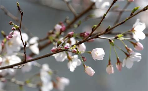 日本樱花开得最早的地方 - 异域风情 - 华声论坛