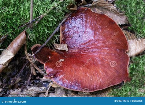 Fungi are Saprophytes and Parasites that Live on Trees in Parks and ...