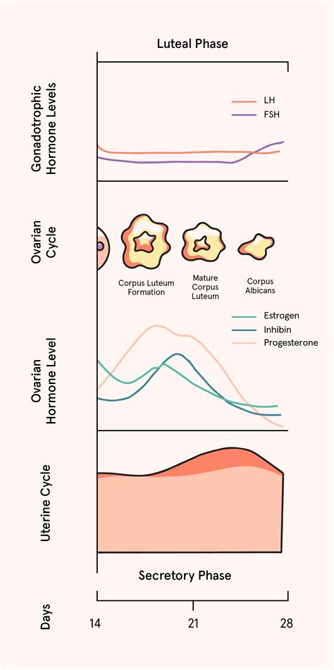Conception: How Pregnancy Happens - FertilityIQ