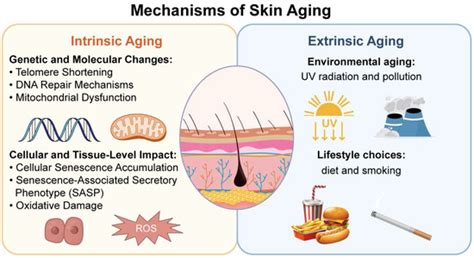 Organoids as Tools for Investigating Skin Aging: Mechanisms ...