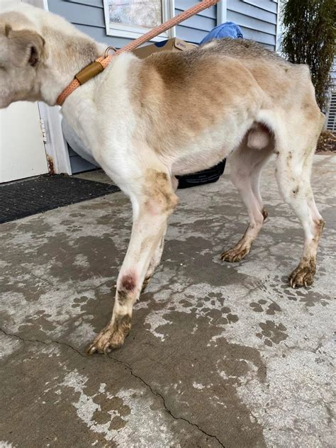 PHOTOS: Humane society helping 'starved' dogs found in Cambria County